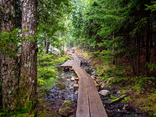 trail boardwalk